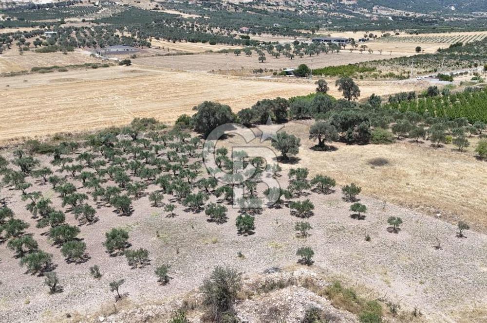 İzmir Foça Kocamehmetler Satılık Tarla