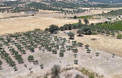İzmir Foça Kocamehmetler Satılık Tarla