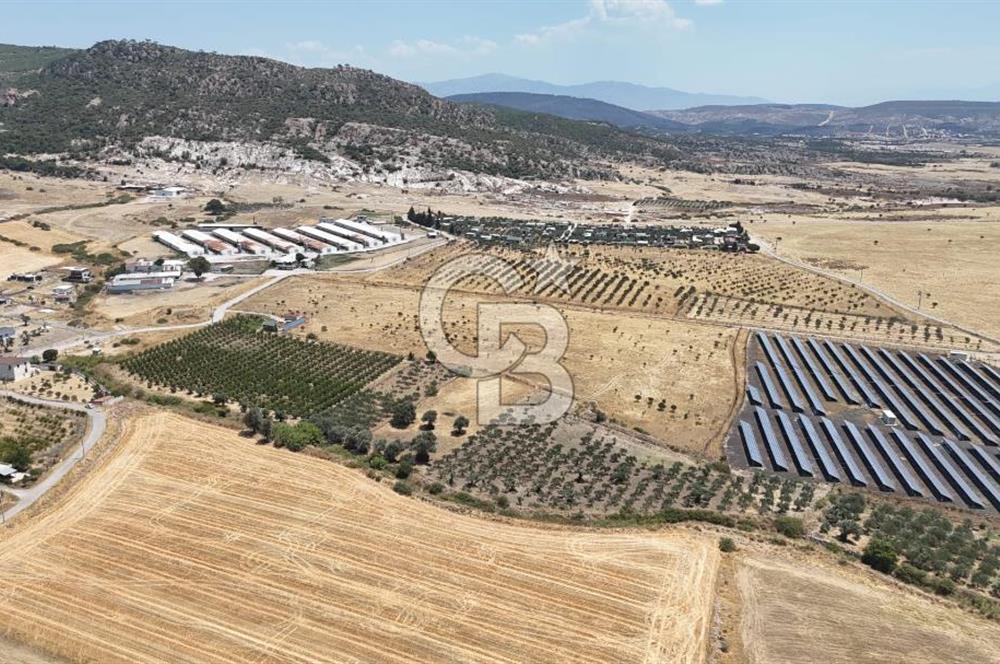 İzmir Foça Kocamehmetler Satılık Tarla