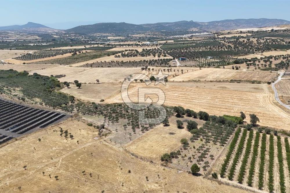 İzmir Foça Kocamehmetler Satılık Tarla