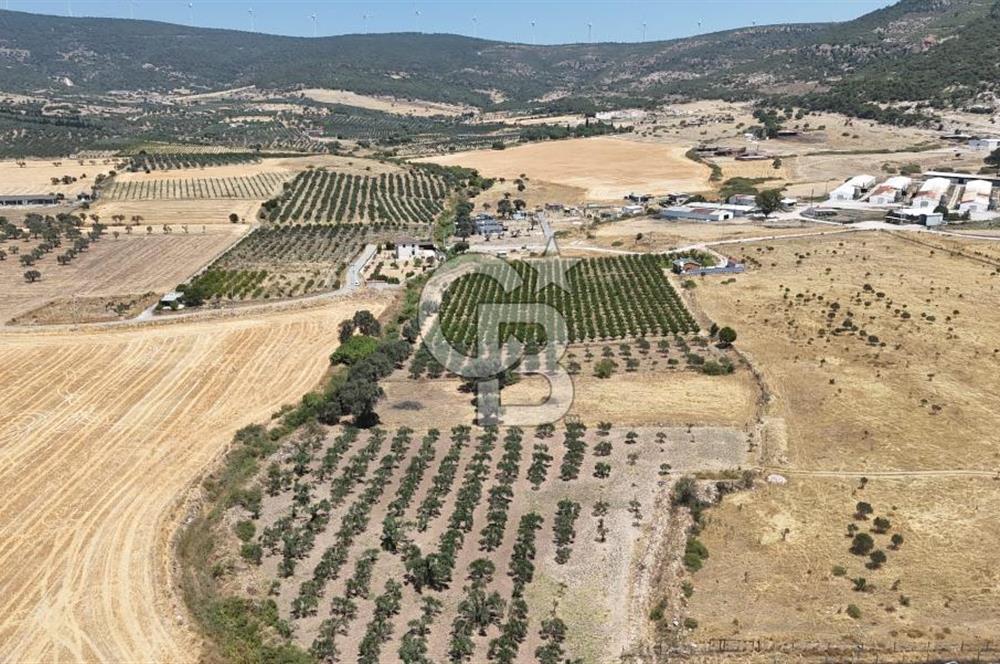 İzmir Foça Kocamehmetler Satılık Tarla