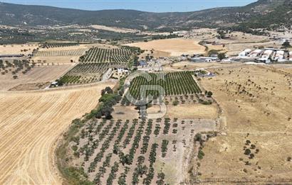 İzmir Foça Kocamehmetler Satılık Tarla