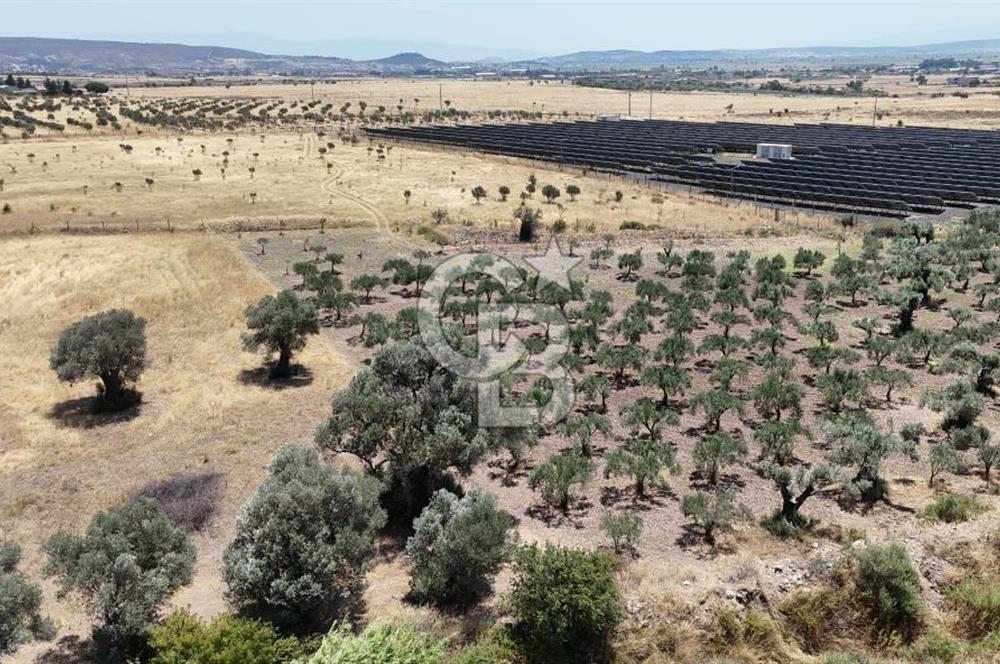 İzmir Foça Kocamehmetler Satılık Tarla