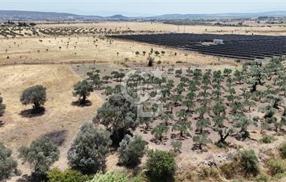 İzmir Foça Kocamehmetler Satılık Tarla