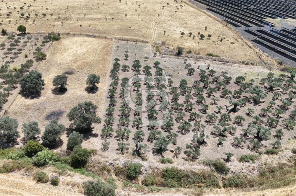 İzmir Foça Kocamehmetler Satılık Tarla