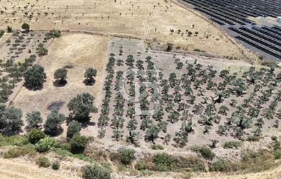 İzmir Foça Kocamehmetler Satılık Tarla