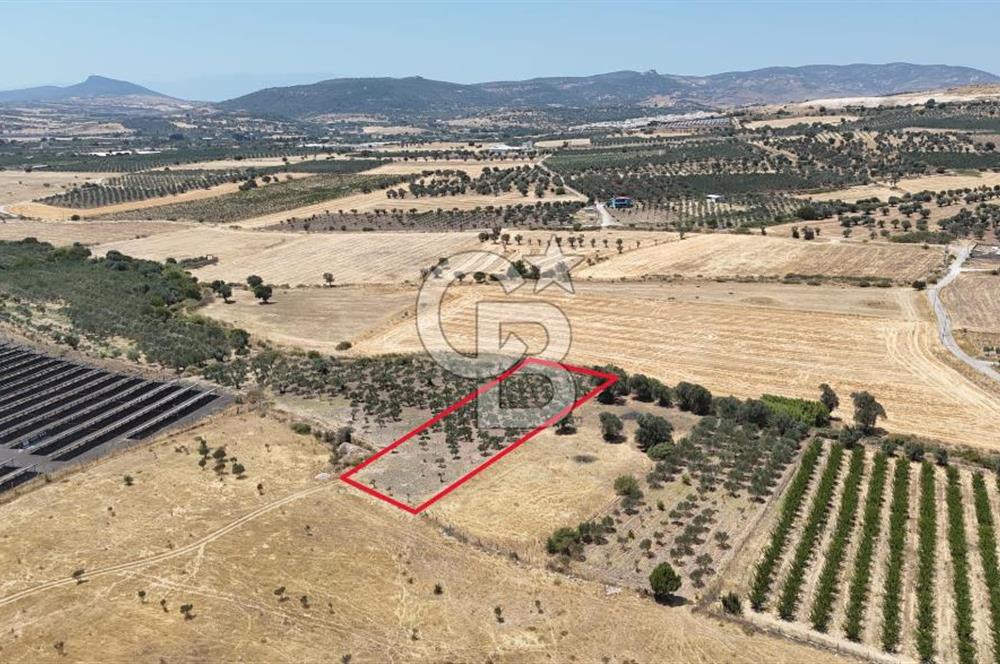 İzmir Foça Kocamehmetler Satılık Tarla