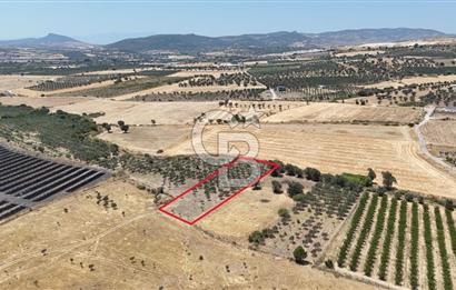 İzmir Foça Kocamehmetler Satılık Tarla