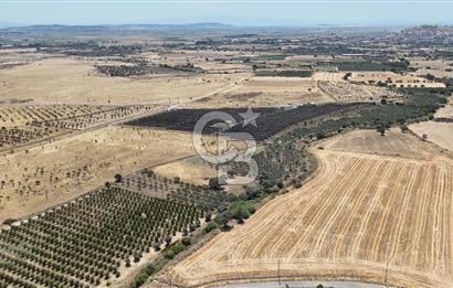 İzmir Foça Kocamehmetler Satılık Tarla
