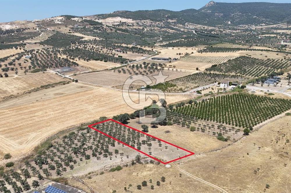 İzmir Foça Kocamehmetler Satılık Tarla