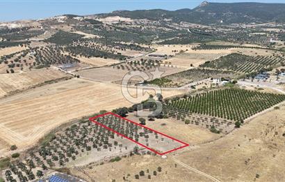 İzmir Foça Kocamehmetler Satılık Tarla