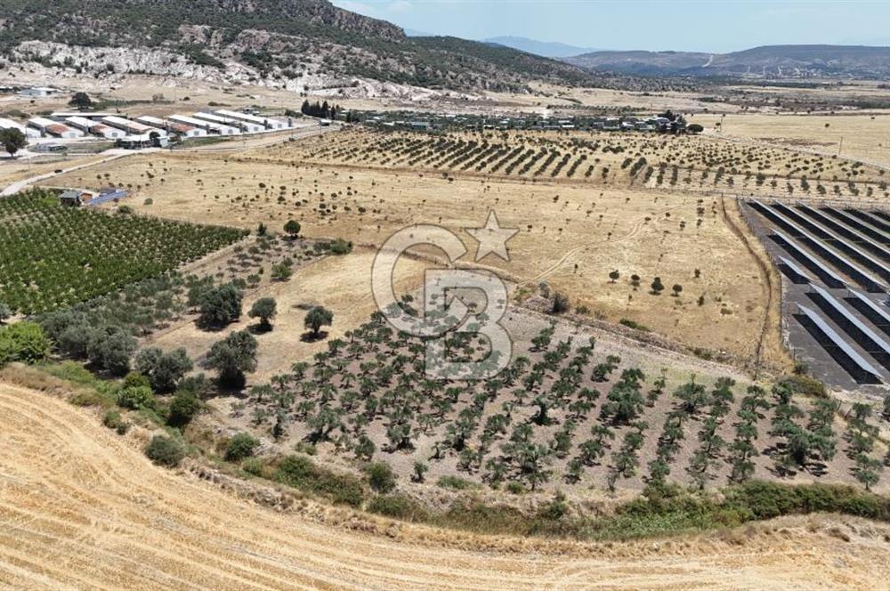 İzmir Foça Kocamehmetler Satılık Tarla