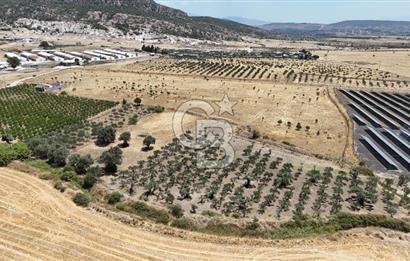 İzmir Foça Kocamehmetler Satılık Tarla