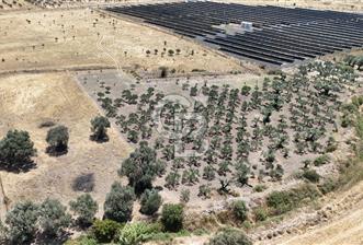 İzmir Foça Kocamehmetler Satılık Tarla - 5 - 320245