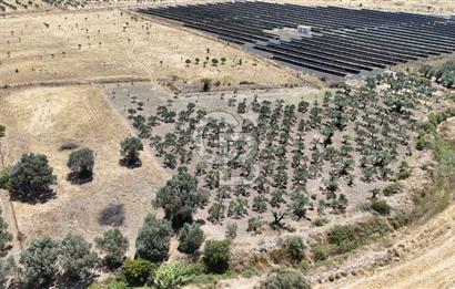 İzmir Foça Kocamehmetler Satılık Tarla