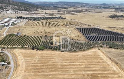 İzmir Foça Kocamehmetler Satılık Tarla