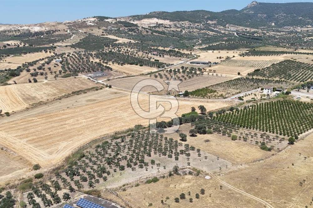İzmir Foça Kocamehmetler Satılık Tarla