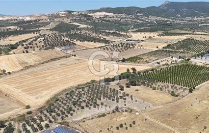İzmir Foça Kocamehmetler Satılık Tarla