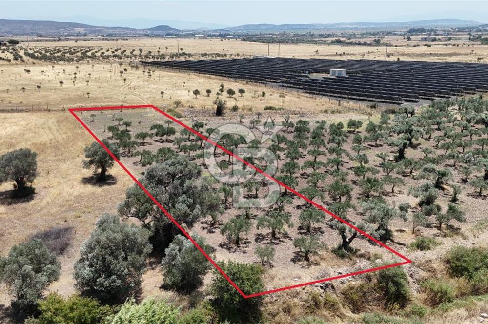 İzmir Foça Kocamehmetler Satılık Tarla