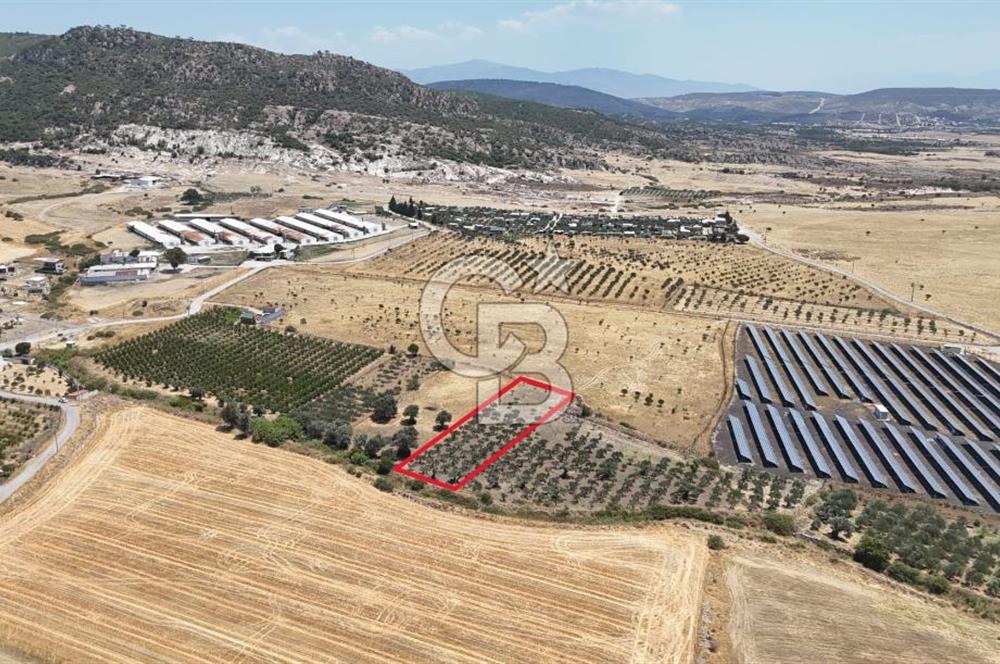 İzmir Foça Kocamehmetler Satılık Tarla