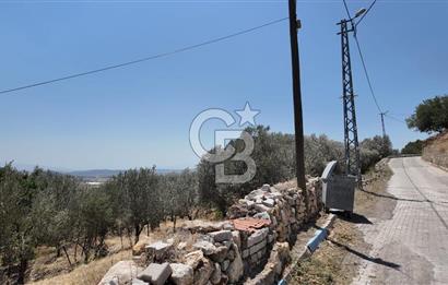 İzmir Foça Kocamehmetler Köy İçi Arsa