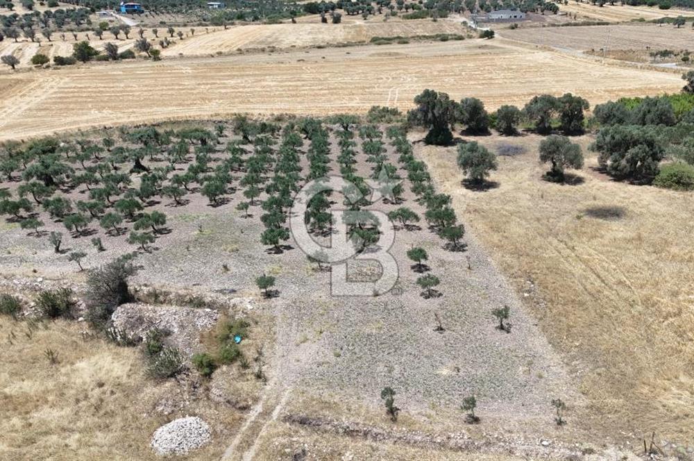 İzmir Foça Kocamehmetler Satılık Tarla