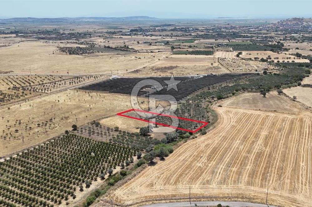 İzmir Foça Kocamehmetler Satılık Tarla