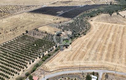 İzmir Foça Kocamehmetler Satılık Tarla