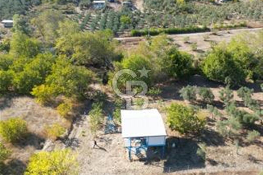 MUDANYA DEREKÖY'de DOĞAYLA İÇ İÇE BAĞ EVİ VE MEYVE BAHÇESİ