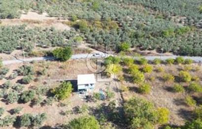 MUDANYA DEREKÖY'de DOĞAYLA İÇ İÇE BAĞ EVİ VE MEYVE BAHÇESİ