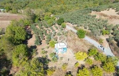 MUDANYA DEREKÖY'de DOĞAYLA İÇ İÇE BAĞ EVİ VE MEYVE BAHÇESİ