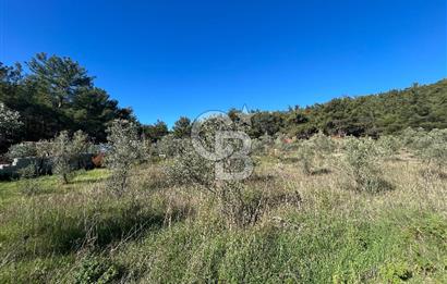 Menderes Yeniköy’de Satılık Tek tapu Tarla