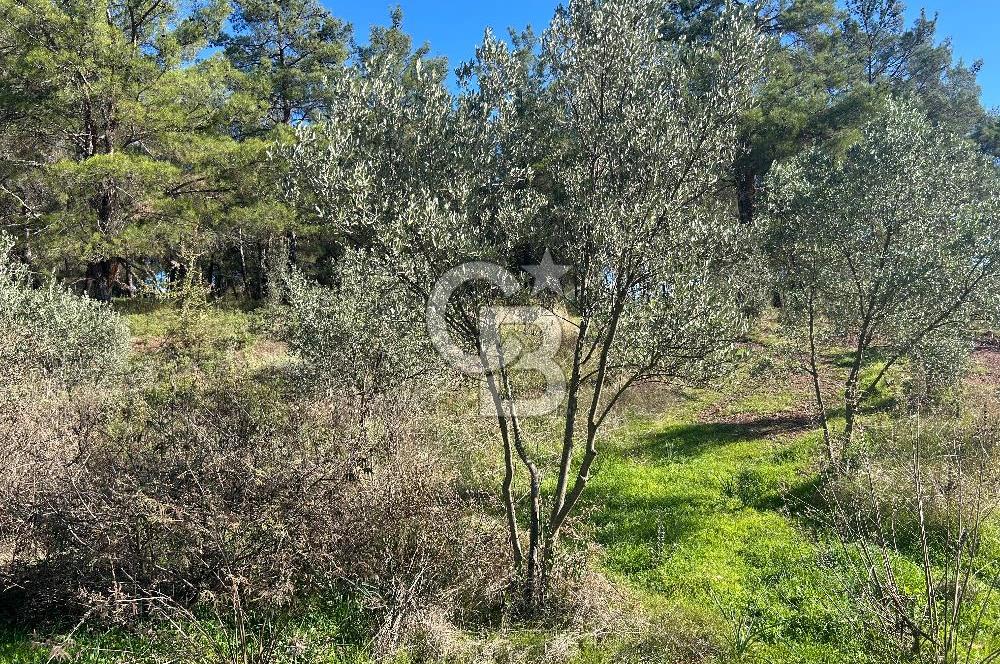 Menderes Yeniköy’de Satılık Tek tapu Tarla