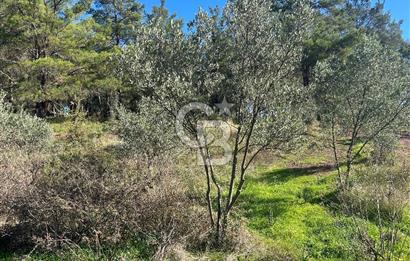 Menderes Yeniköy’de Satılık Tek tapu Tarla
