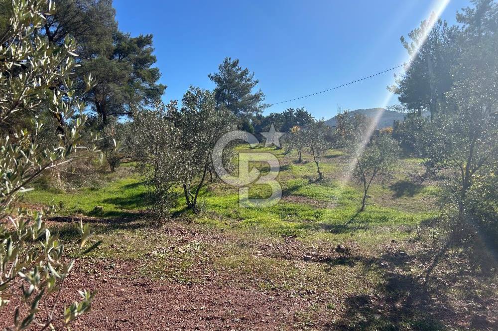 Menderes Yeniköy’de Satılık Tek tapu Tarla