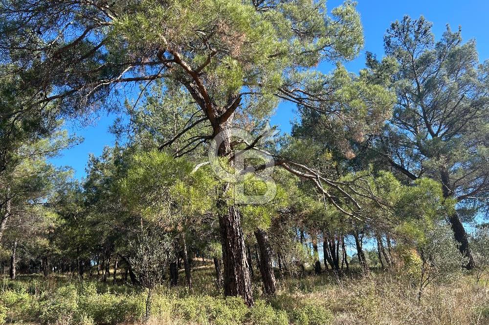 Menderes Yeniköy’de Satılık Tek tapu Tarla