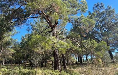 Menderes Yeniköy’de Satılık Tek tapu Tarla
