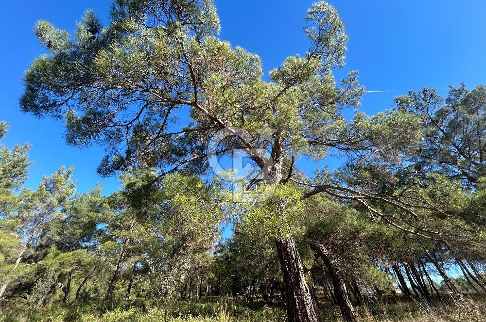 Menderes Yeniköy’de Satılık Tek tapu Tarla