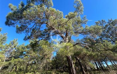 Menderes Yeniköy’de Satılık Tek tapu Tarla