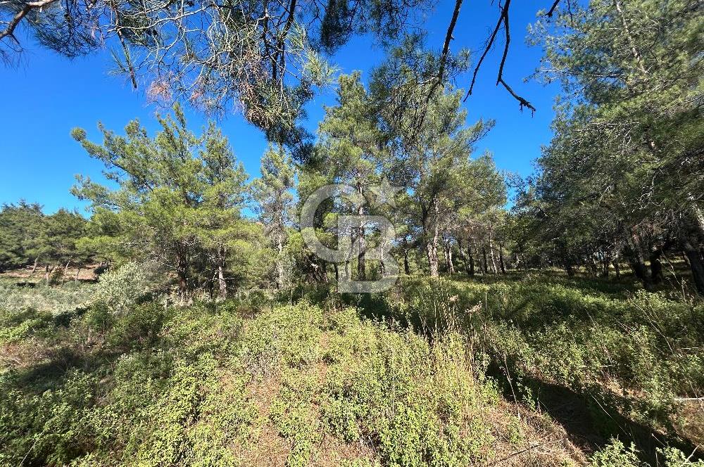 Menderes Yeniköy’de Satılık Tek tapu Tarla