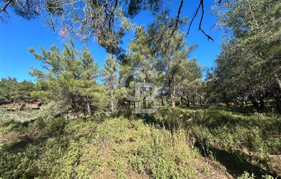 Menderes Yeniköy’de Satılık Tek tapu Tarla