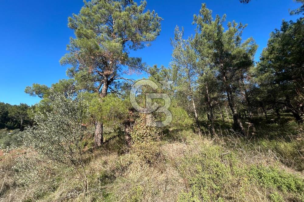 Menderes Yeniköy’de Satılık Tek tapu Tarla