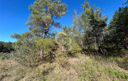 Menderes Yeniköy’de Satılık Tek tapu Tarla