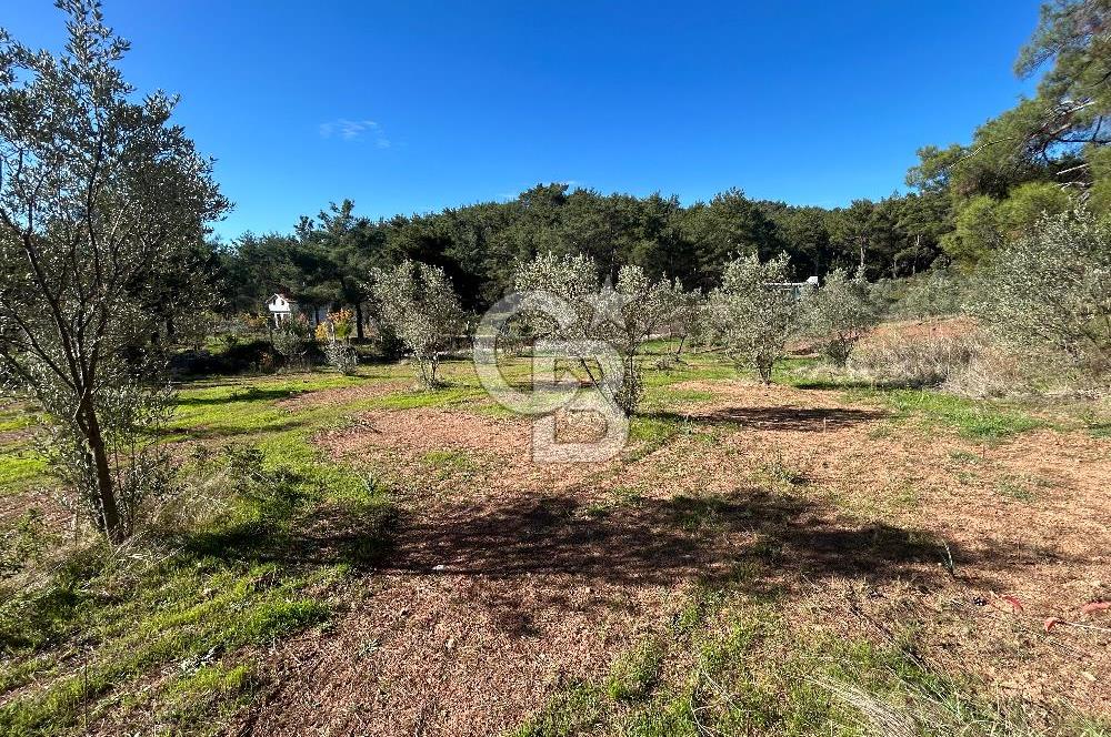 Menderes Yeniköy’de Satılık Tek tapu Tarla