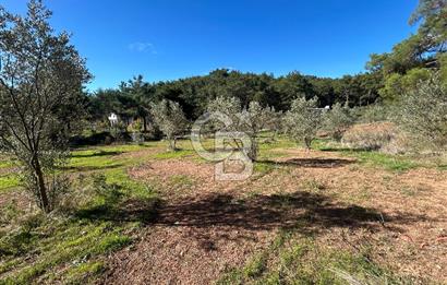 Menderes Yeniköy’de Satılık Tek tapu Tarla