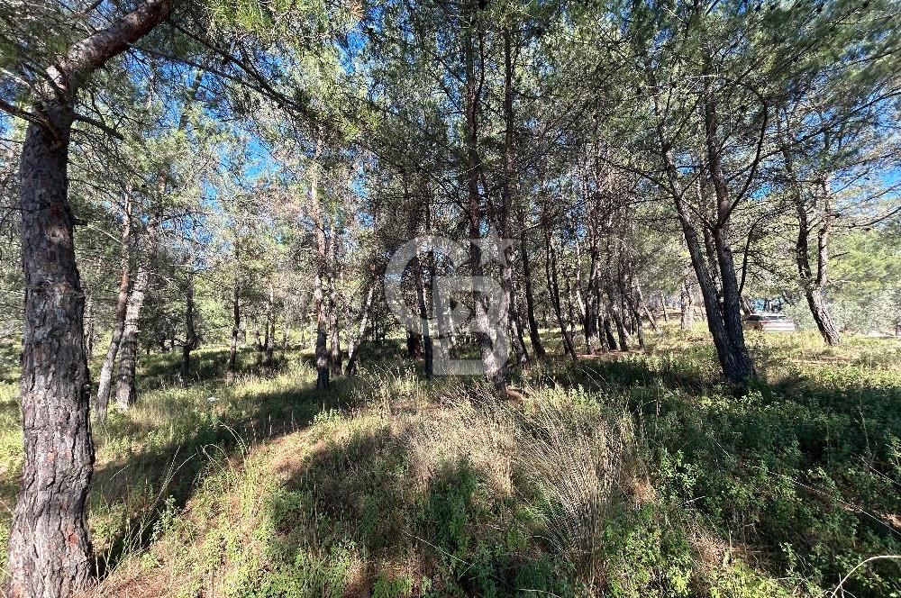 Menderes Yeniköy’de Satılık Tek tapu Tarla