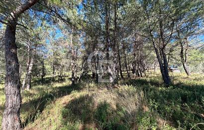 Menderes Yeniköy’de Satılık Tek tapu Tarla