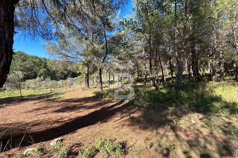 Menderes Yeniköy’de Satılık Tek tapu Tarla