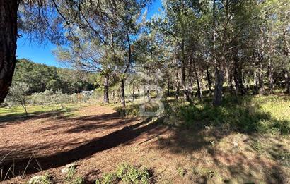 Menderes Yeniköy’de Satılık Tek tapu Tarla