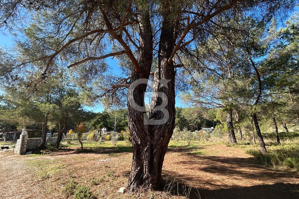 Menderes Yeniköy’de Satılık Tek tapu Tarla